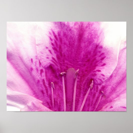 Azalea Blume Kunstfotografie Poster (Vorne)