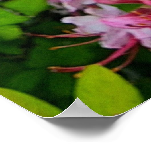 Azalea-Blume Poster (Ecke)