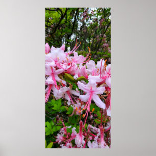Azalea-Blume Poster