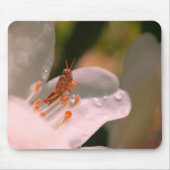 Azalea Blume und Grasshopper Mousepad (Vorne)