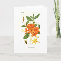 Azalea calendulacea von Mary E Eaton