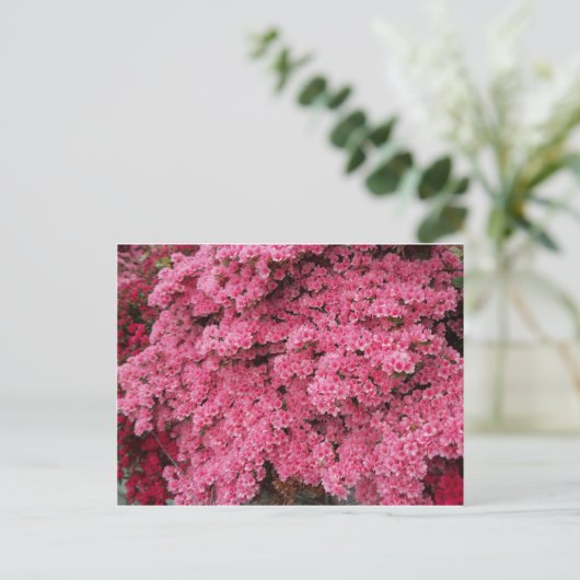 Azalea-Cluster Postkarte (Stehend Vorderseite)