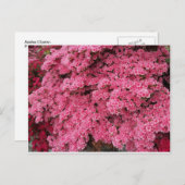 Azalea-Cluster Postkarte (Vorne/Hinten)