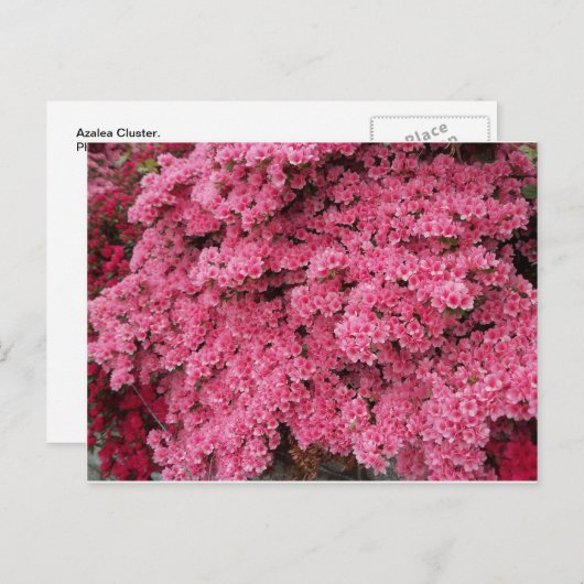 Azalea-Cluster Postkarte (Vorne/Hinten)