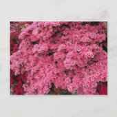 Azalea-Cluster Postkarte (Vorderseite)