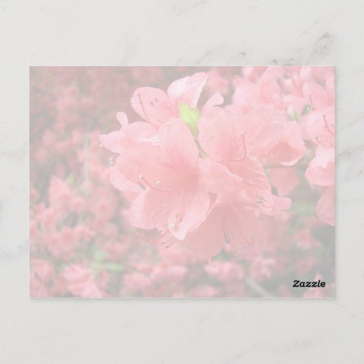 Azalea Feld - Postkarte (Rückseite)