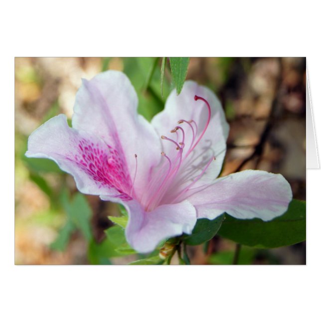 Azalea Festival (Vorderseite (Horizontal))