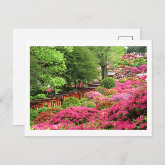 Azalea Festival: Nezu Shrine, Japan Postcard Postkarte (Vorne/Hinten)