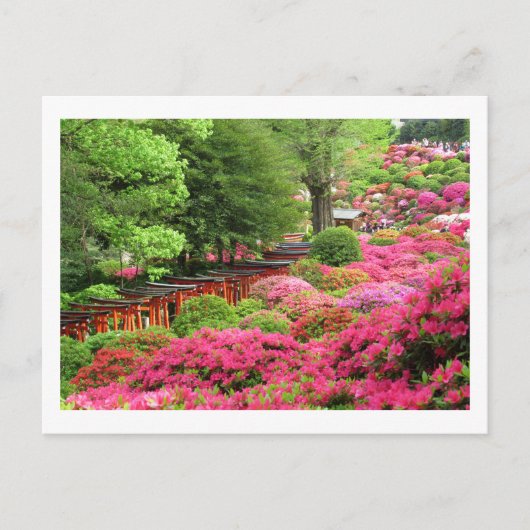 Azalea Festival: Nezu Shrine, Japan Postcard Postkarte (Vorderseite)