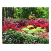 Azalea Gardens Fotodruck (Vorne)