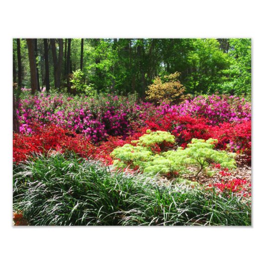 Azalea Gardens Fotodruck (Vorne)