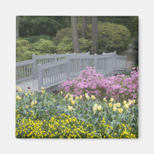 Azalea Heath Family (Ericaceae), Tulip und Magnet