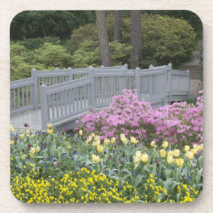 Azalea Heath Family (Ericaceae), Tulip und Untersetzer