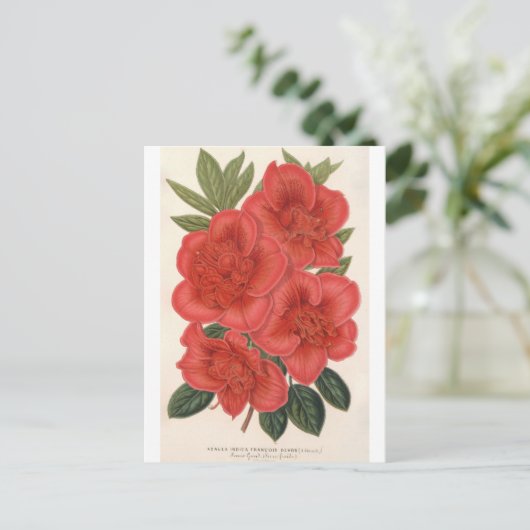 Azalea (Indica) Francois Devos von Charles Lemaire Postkarte (Stehend Vorderseite)