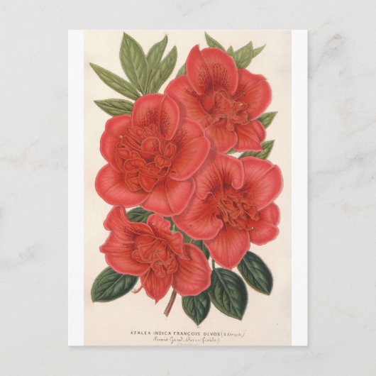 Azalea (Indica) Francois Devos von Charles Lemaire Postkarte (Vorderseite)