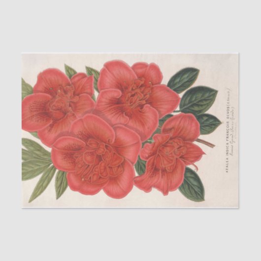 Azalea (Indica) Francois Devos von Charles Lemaire Seidenpapier (Vorderseite)
