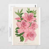Azalea Indica (Hybrida) Gigantiflora von Lemaire Postkarte (Vorne/Hinten)