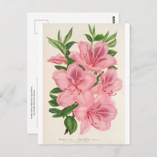 Azalea Indica (Hybrida) Gigantiflora von Lemaire Postkarte (Vorne/Hinten)