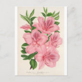 Azalea Indica (Hybrida) Gigantiflora von Lemaire Postkarte (Vorderseite)