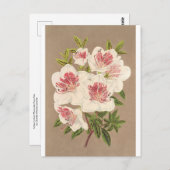 Azalea (indica) Reine des Pays-Bas von Lemaire Postkarte (Vorne/Hinten)