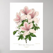 Azalea indica - Vittata punctata Poster (Vorne)