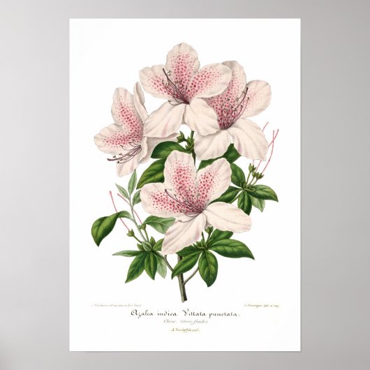 Azalea indica - Vittata punctata Poster (Vorne)