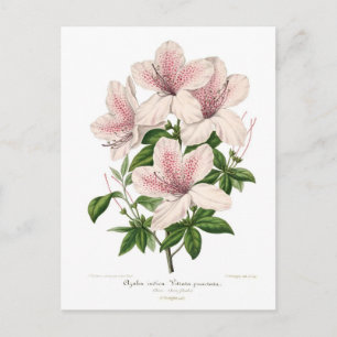 Azalea indica - Vittata punctata Postkarte