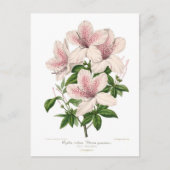 Azalea indica - Vittata punctata Postkarte (Vorderseite)