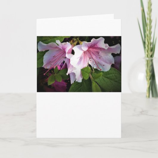 Azalea, Karte (Vorderseite)