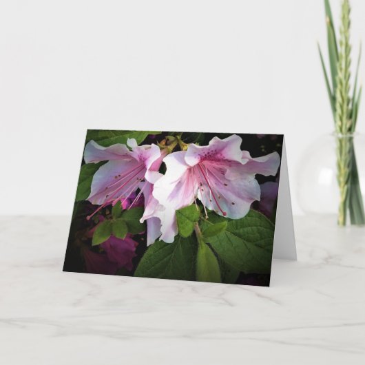 Azalea, Karte (Vorderseite)