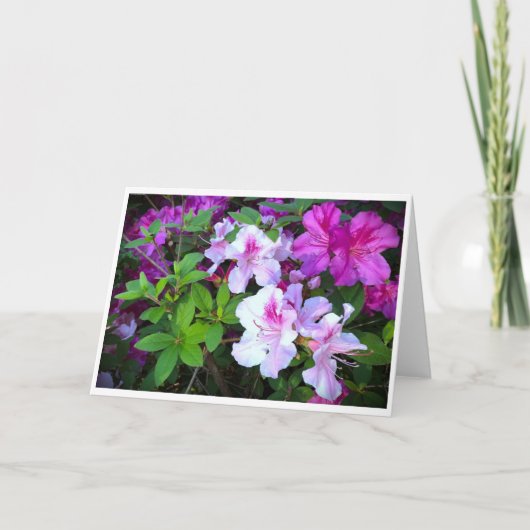 Azalea, Karte (Vorderseite)