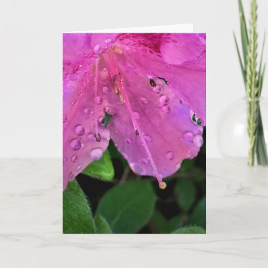 Azalea, Karte (Vorderseite)