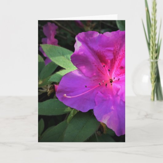 Azalea, Karte (Vorderseite)