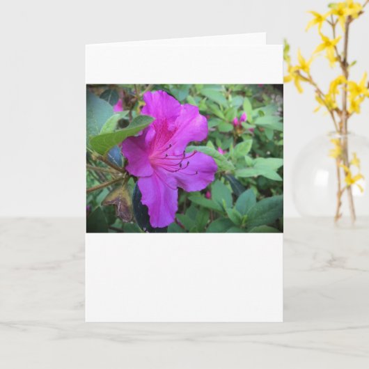 Azalea, Karte (Gelbe Blume)