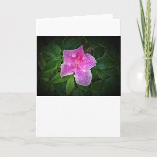 Azalea, Karte (Vorderseite)