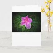 Azalea, Karte (Gelbe Blume)