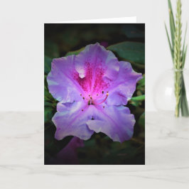 Azalea, Karte