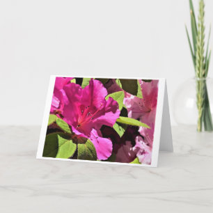 Azalea, Karte