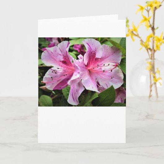 Azalea, Karte (Gelbe Blume)