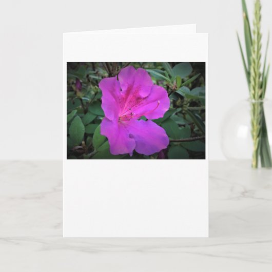 Azalea, Karte (Vorderseite)