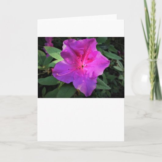 Azalea, Karte (Vorderseite)