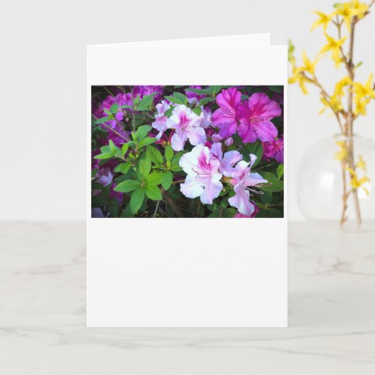 Azalea, Karte (Gelbe Blume)