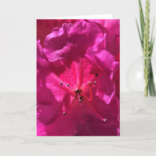 Azalea, Karte