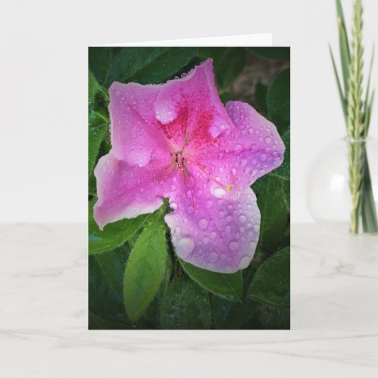 Azalea, Karte (Vorderseite)