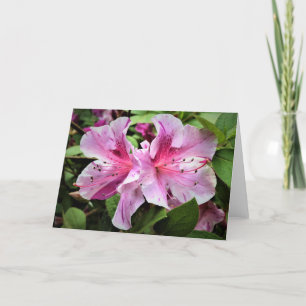 Azalea, Karte