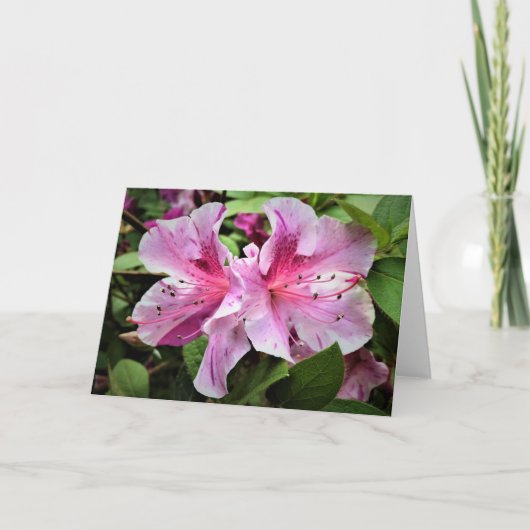 Azalea, Karte (Vorderseite)