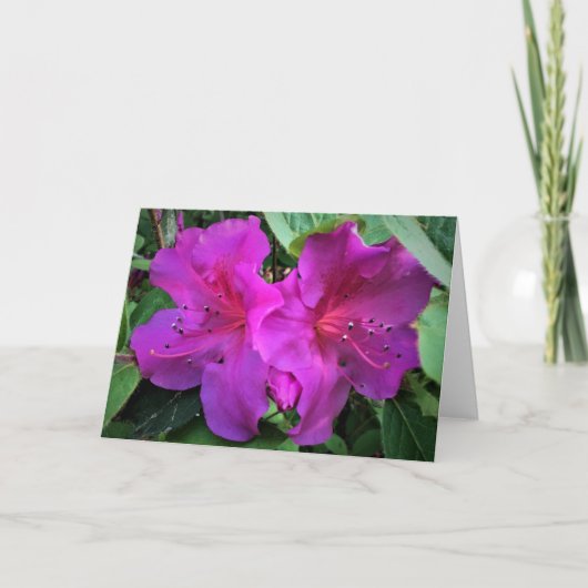 Azalea, Karte (Vorderseite)