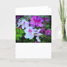 Azalea, Karte