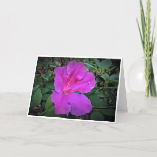 Azalea, Karte
