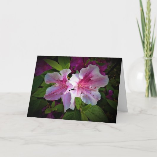 Azalea, Karte (Vorderseite)